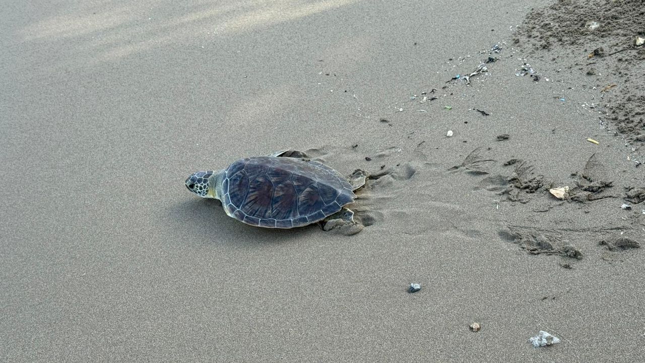 Cumhuriyetin 102. Yılında Anlamlı Etkinlik: Yedi Deniz Kaplumbağası Mavi Sularla Buluştu
