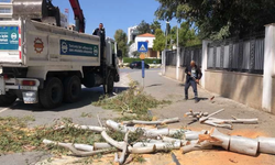 Rüzgarın etkisiyle devrilen okaliptüs ağacı yolu kapattı: LTB ekibi müdahale etti