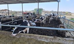Veteriner Dairesi, çiftlik, işletme ve kesimhaneleri denetledi, ithal ürünleri analize gönderdi