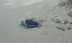 Cumhuriyetin 102. Yılında Anlamlı Etkinlik: Yedi Deniz Kaplumbağası Mavi Sularla Buluştu