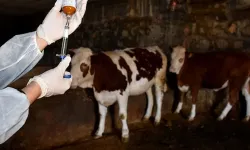 Güvercinlik’te hayvan kaçakçılığı: Şap hastalığı tespit edildi