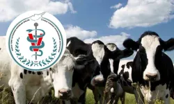 Kıbrıs Türk Veteriner Hekimler Birliği: Şap Hastalığı KKTC’de; halkın et ve süt tüketmesinde risk yok