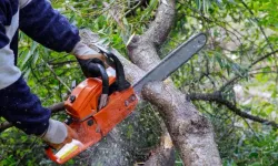 Dereboyu’nda, Orman Dairesi Fidanlığı önünde yarın ağaç kesimi yapılacak