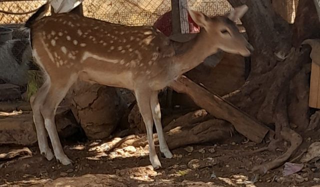 Koruçam’da gümrüksüz canlı hayvan tasarruf eden şahsa yasal işlem...
