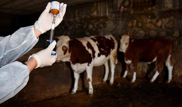 Şap hastalığına karşı mücadele devam ediyor