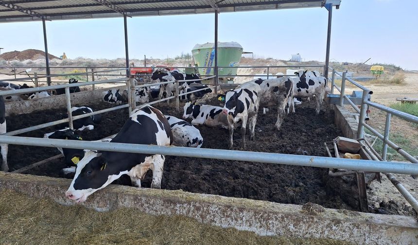 Veteriner Dairesi, çiftlik, işletme ve kesimhaneleri denetledi, ithal ürünleri analize gönderdi